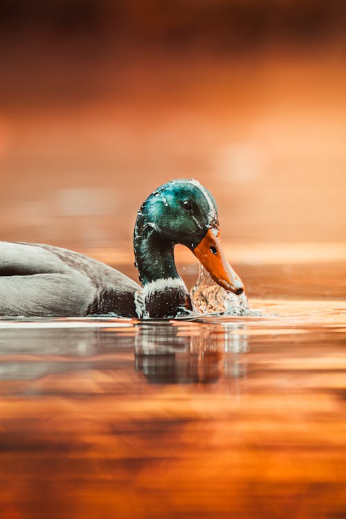 Duck in Water