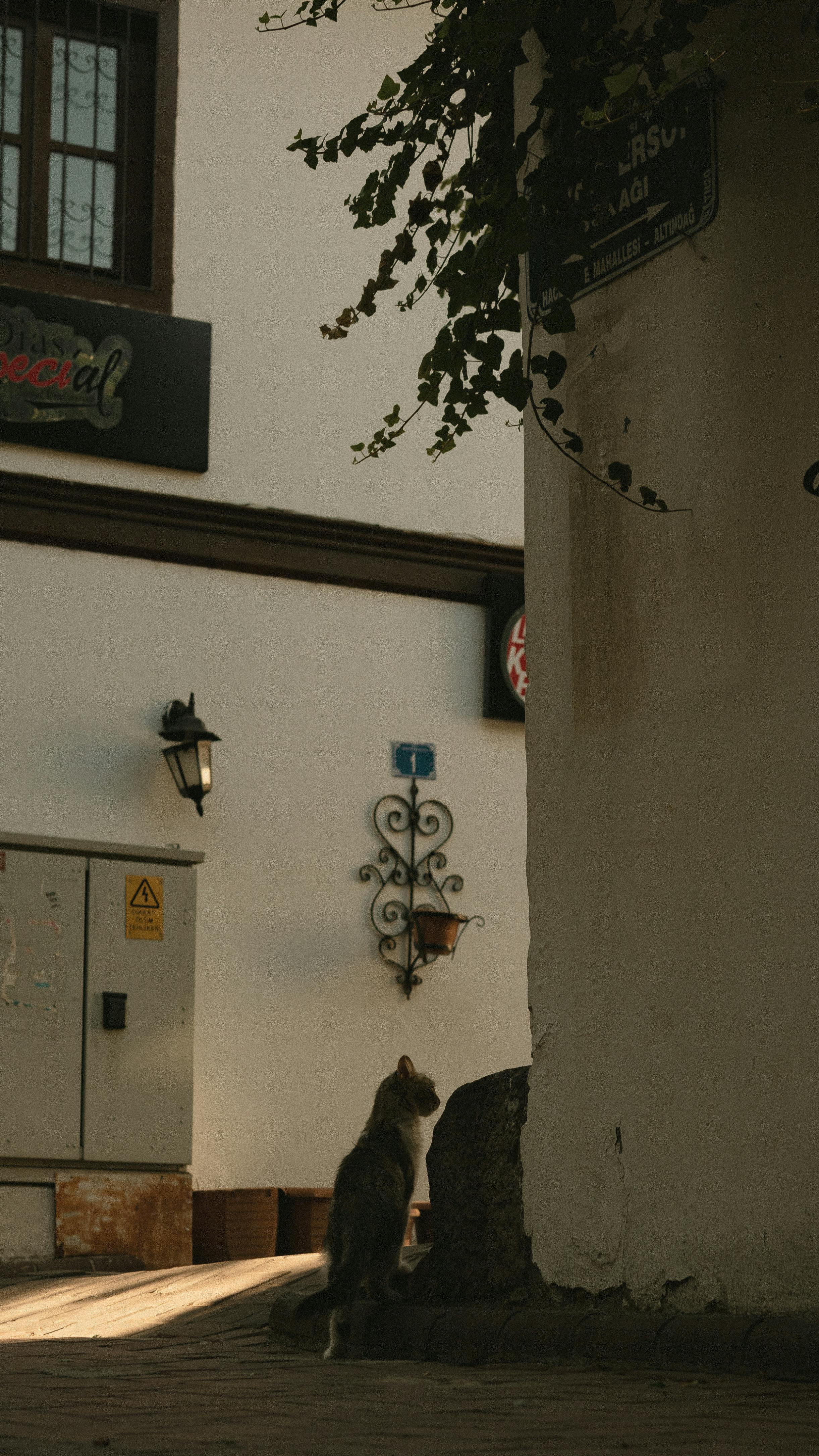 Gratis Siluet Kucing Di Gang Foto Stok