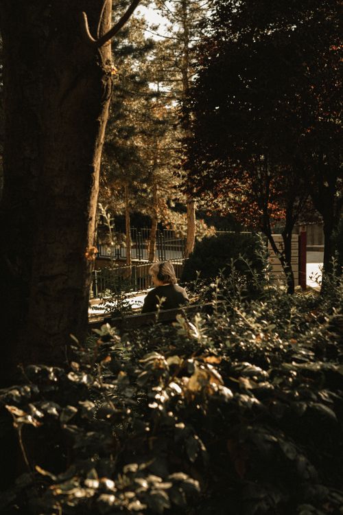 Free A woman enjoys a tranquil moment on a bench surrounded by lush greenery in an urban park. Stock Photo