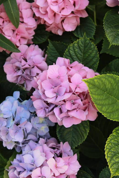 Безкоштовне стокове фото на тему «бегонія, бугенвілія, весняні квіти»