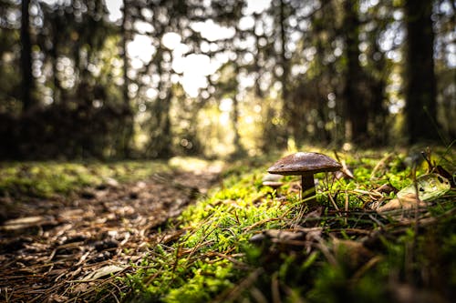 Photos gratuites de champignon, fermer, forêt