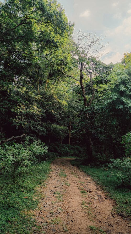 Kostenloses Stock Foto zu bäume, feldweg, grün