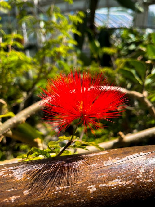 Foto d'estoc gratuïta de directament a sota, ecològic, flor