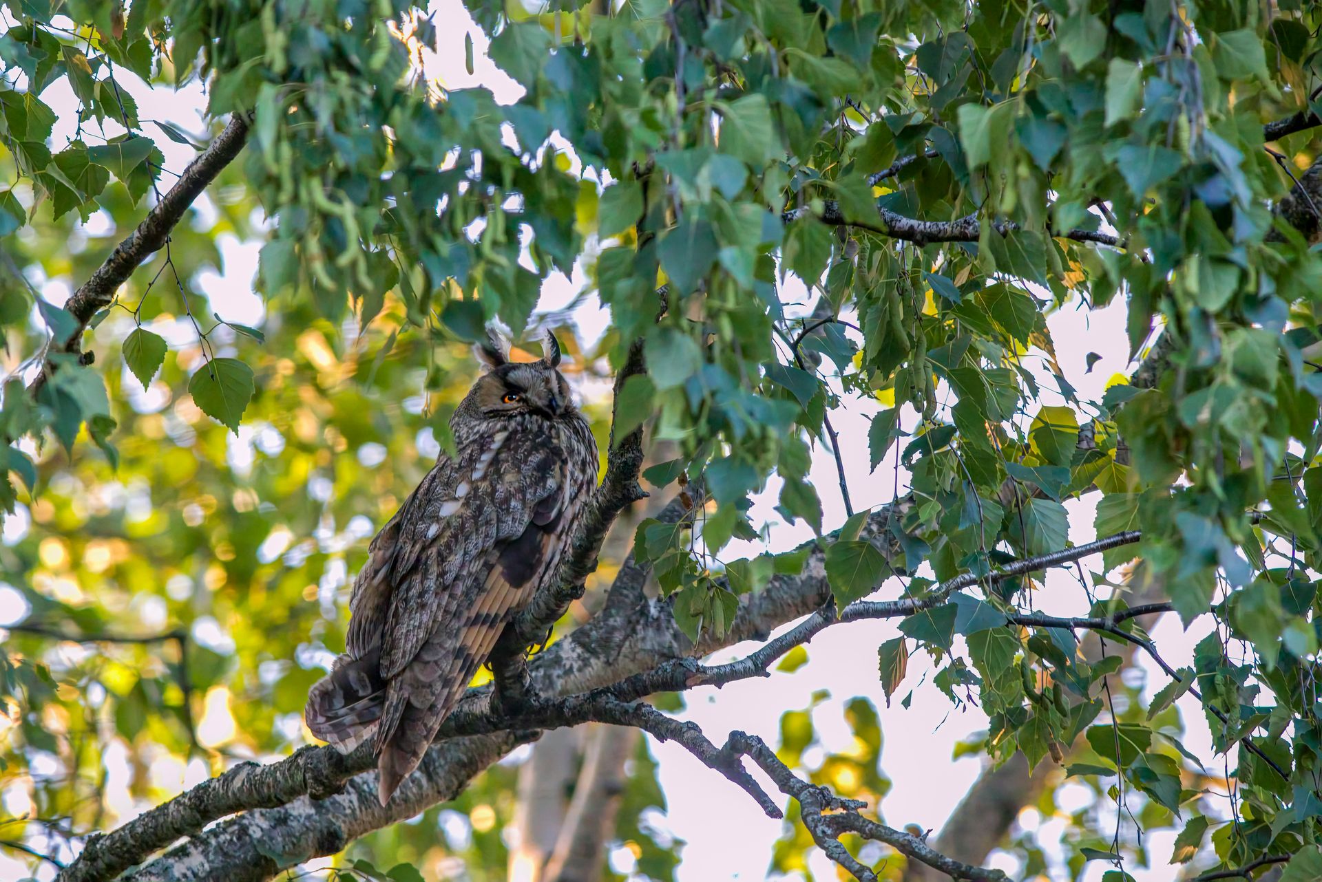 A large owl sitting on a tree branch
