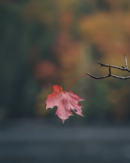 Lone Maple Leaf Hanging on a Bare Branch