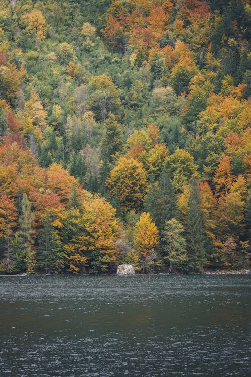 View of a Body of Water and Autumnal Trees Growing on a Hill 