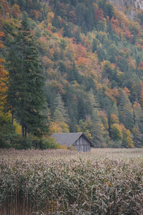 View of a Barn on a Field in a Valley and a Mountain Covered in Autumnal Trees