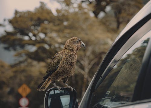 Foto stok gratis binatang, burung pintar, cakap