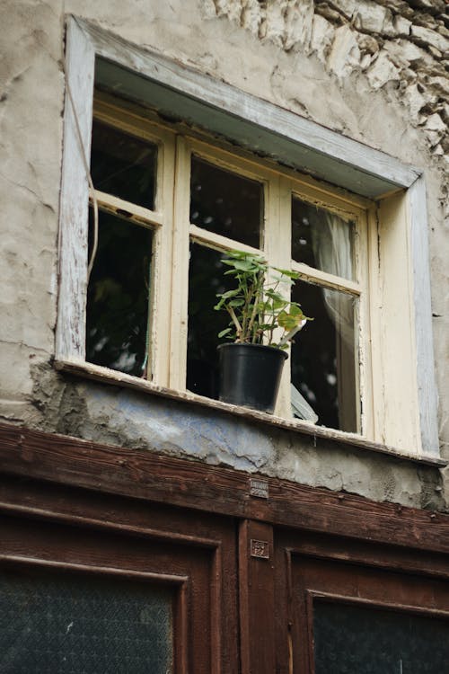 Plant in Flowerpot on Damaged Building Wall with Windows