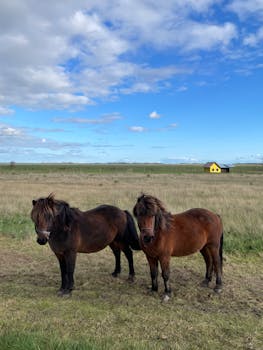 Two brown ponies grazing in a rural field with a yellow farmhouse under a blue sky.