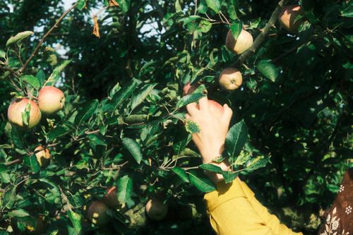 Free Person picking ripe apples from a tree in a sunny orchard setting. Stock Photo