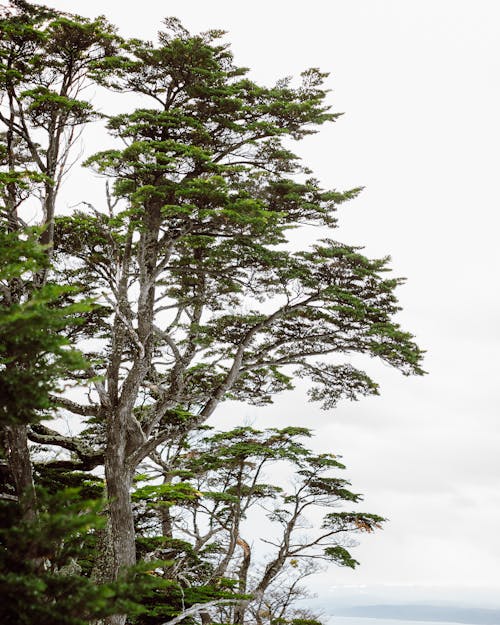 Coniferous Trees against White Background