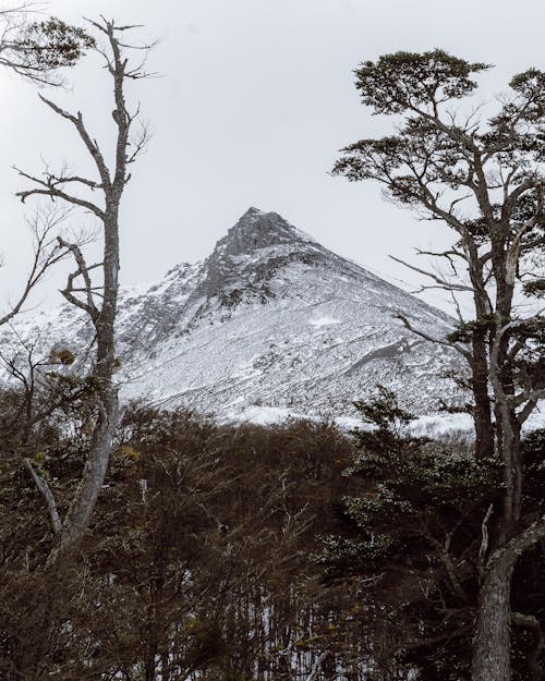 Mountain in Snow behind Forest