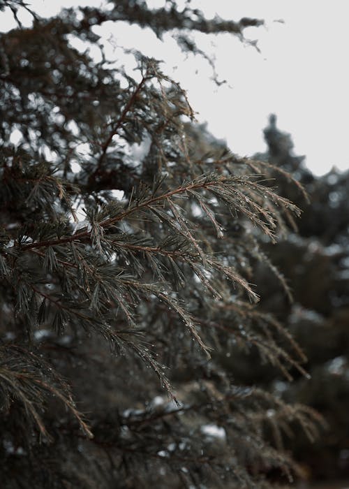 Evergreen Tree in Nature