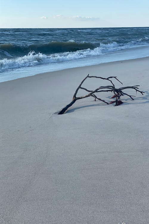 Branch on Sandy Beach