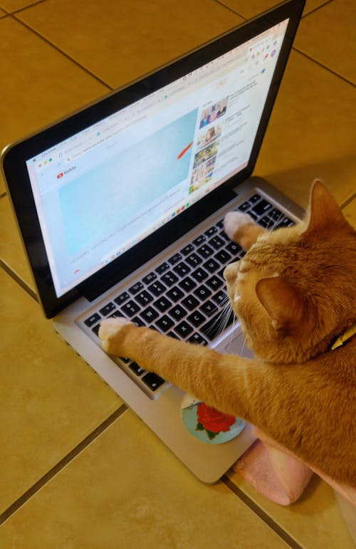 Free stock photo of busy cat, cat with laptop, cats Stock Photo