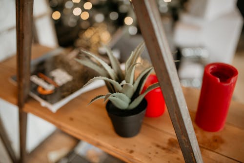 Groene Aloë Vera Op Bruin Houten Bureau