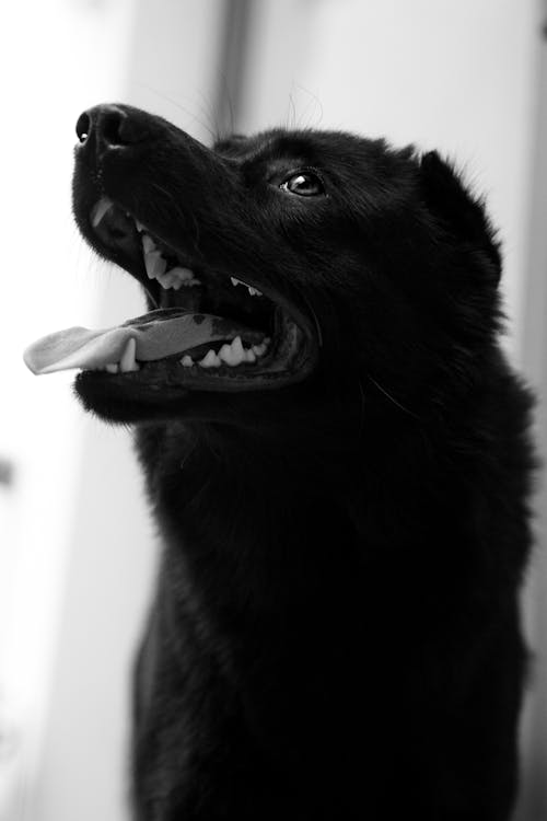 Photos gratuites de animal de compagnie, chien noir, échelle des gris