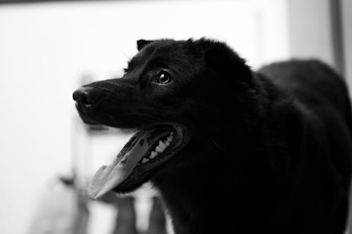 검은 개, 귀여운, 그레이스케일의 무료 스톡 사진