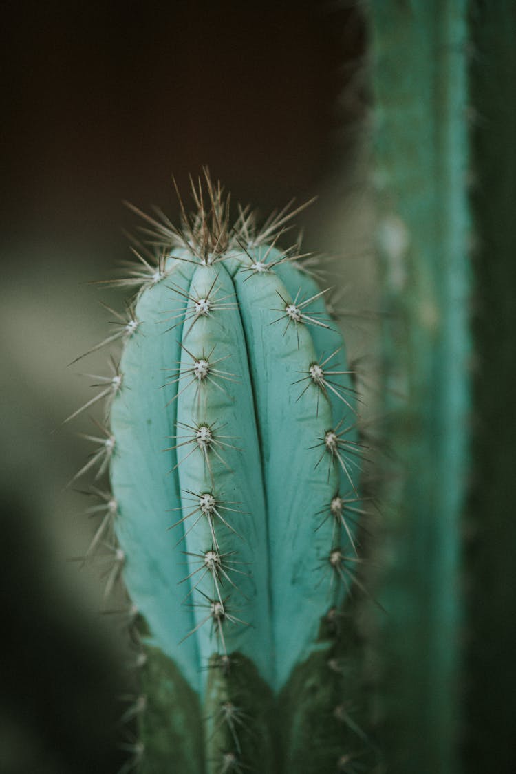 Needles On Cactus