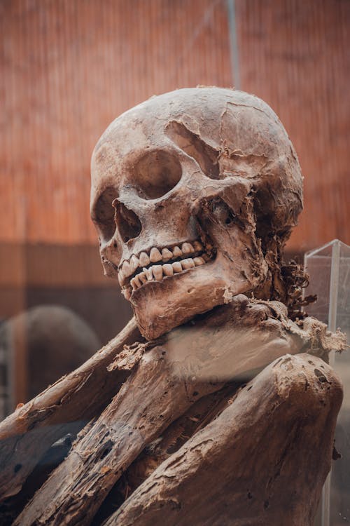 Skeleton Behind Glass in Museum