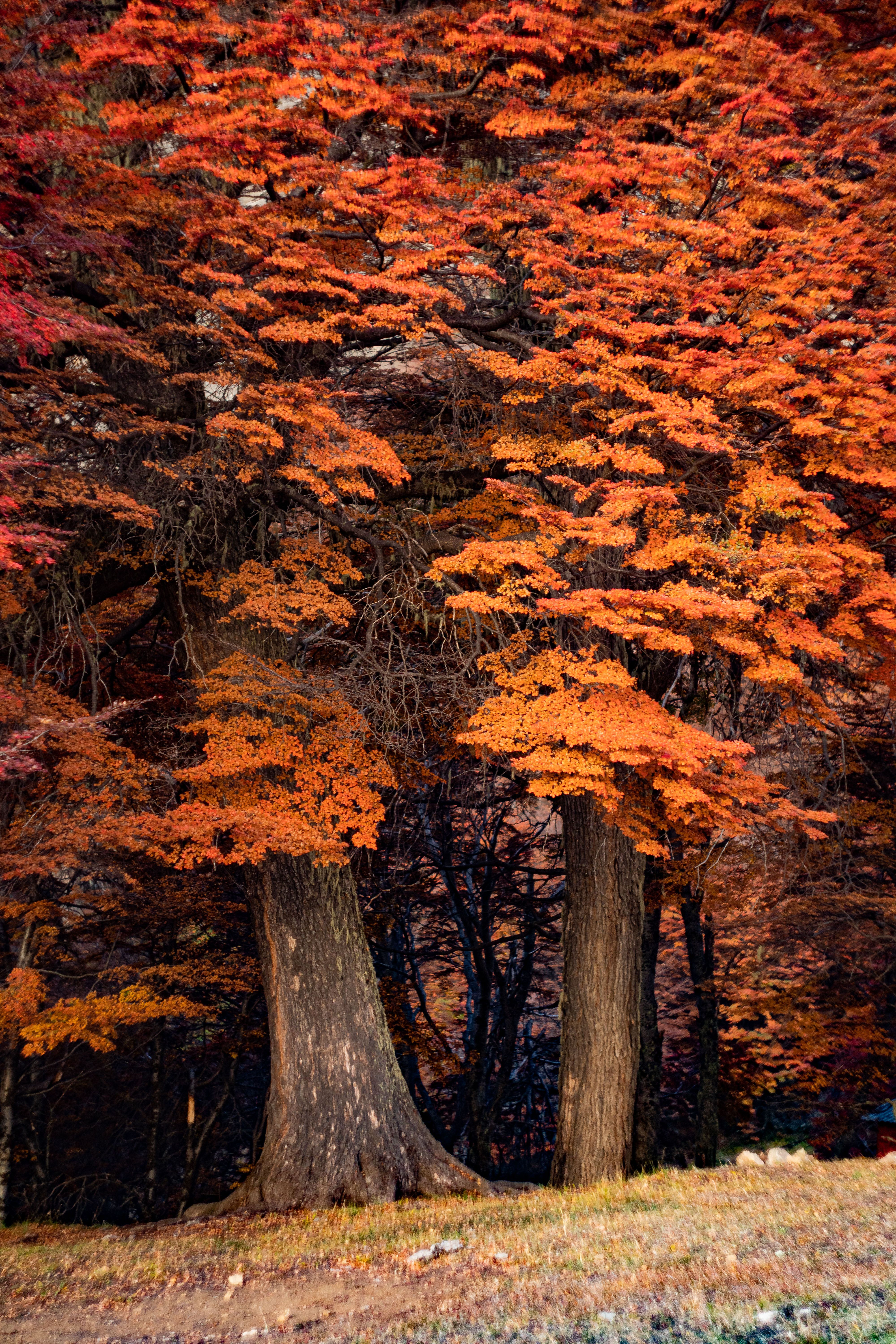 Orange Trees in Autumn · Free Stock Photo