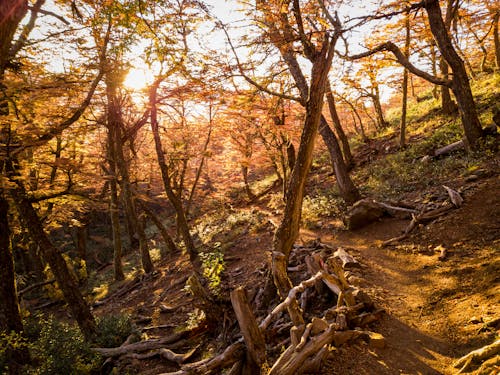 Безкоштовне стокове фото на тему «глибокий, дерева, Захід сонця»