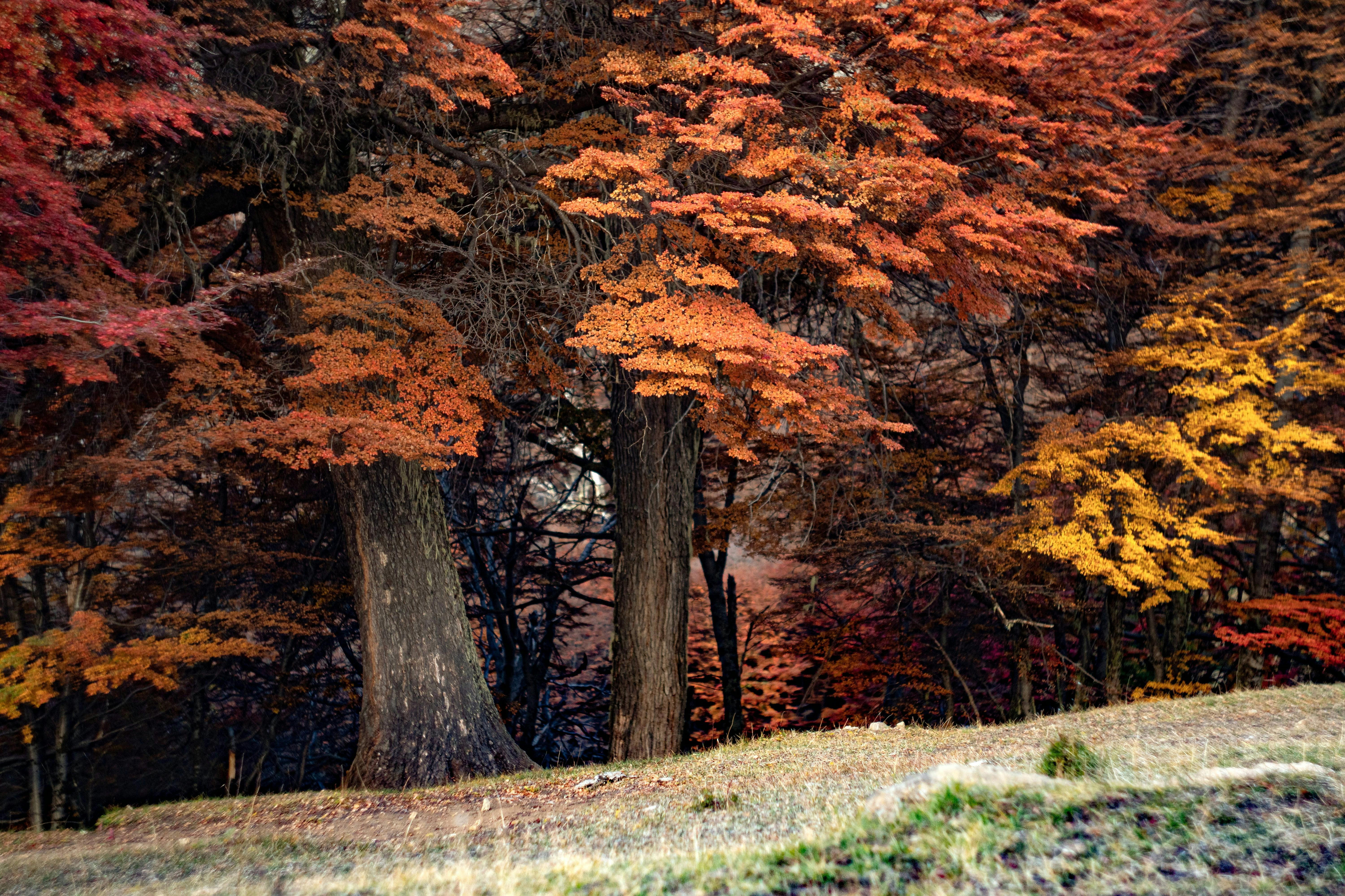 Vibrant autumn trees in El Bolsón, Argentina showcasing rich seasonal colors.