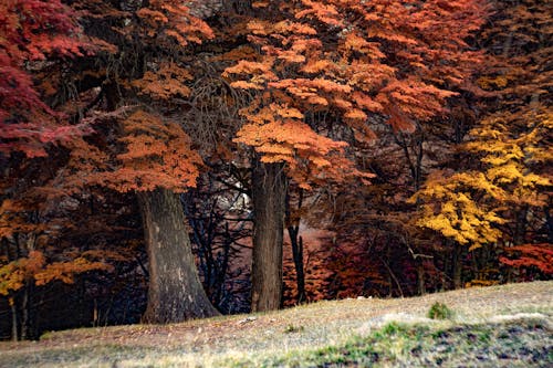 Colorful Trees in Autumn