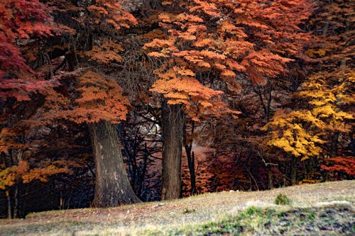 Imagine de stoc gratuită din arbori, cădere, codru