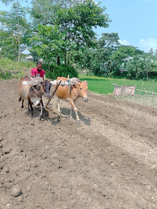 Foto profissional grátis de bangladesh