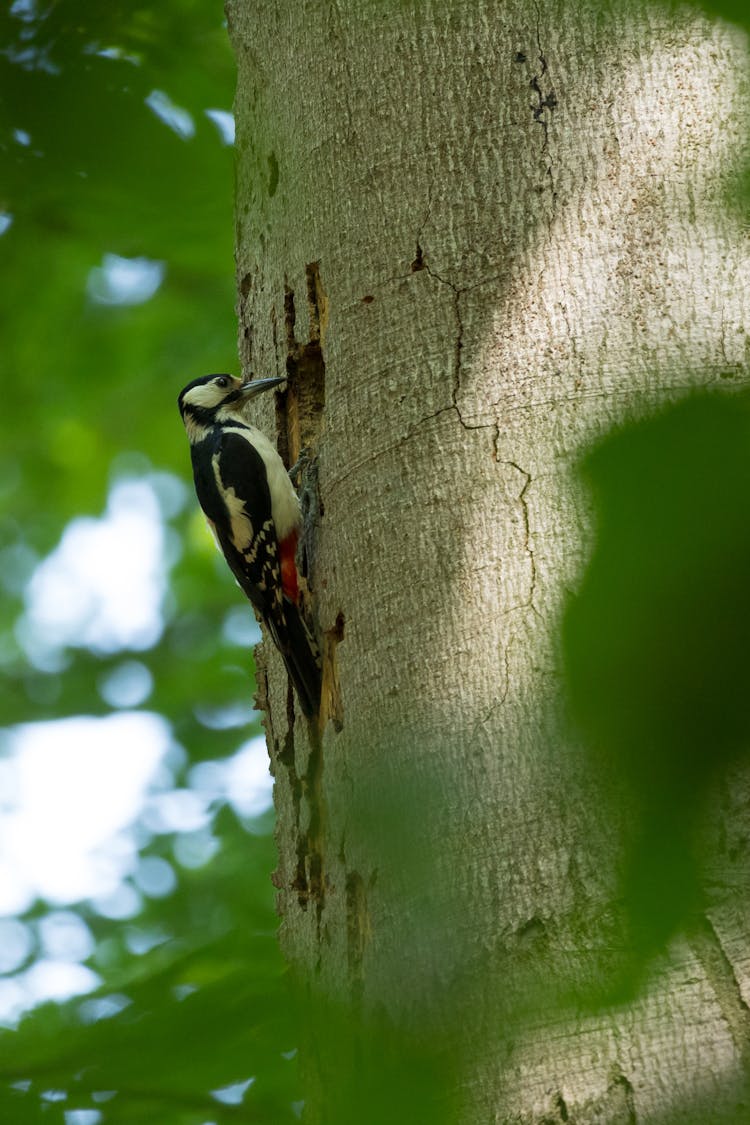 A Woodpecker On A Tree 