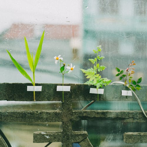 Gratis arkivbilde med blomster, dekorasjon, delikat