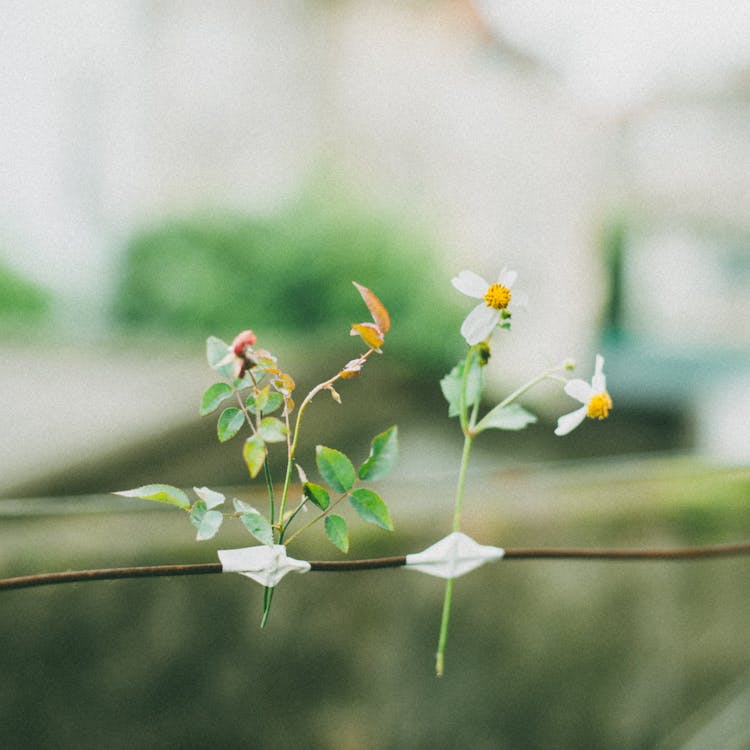 Close-up Of Flowers Taped To A Line 