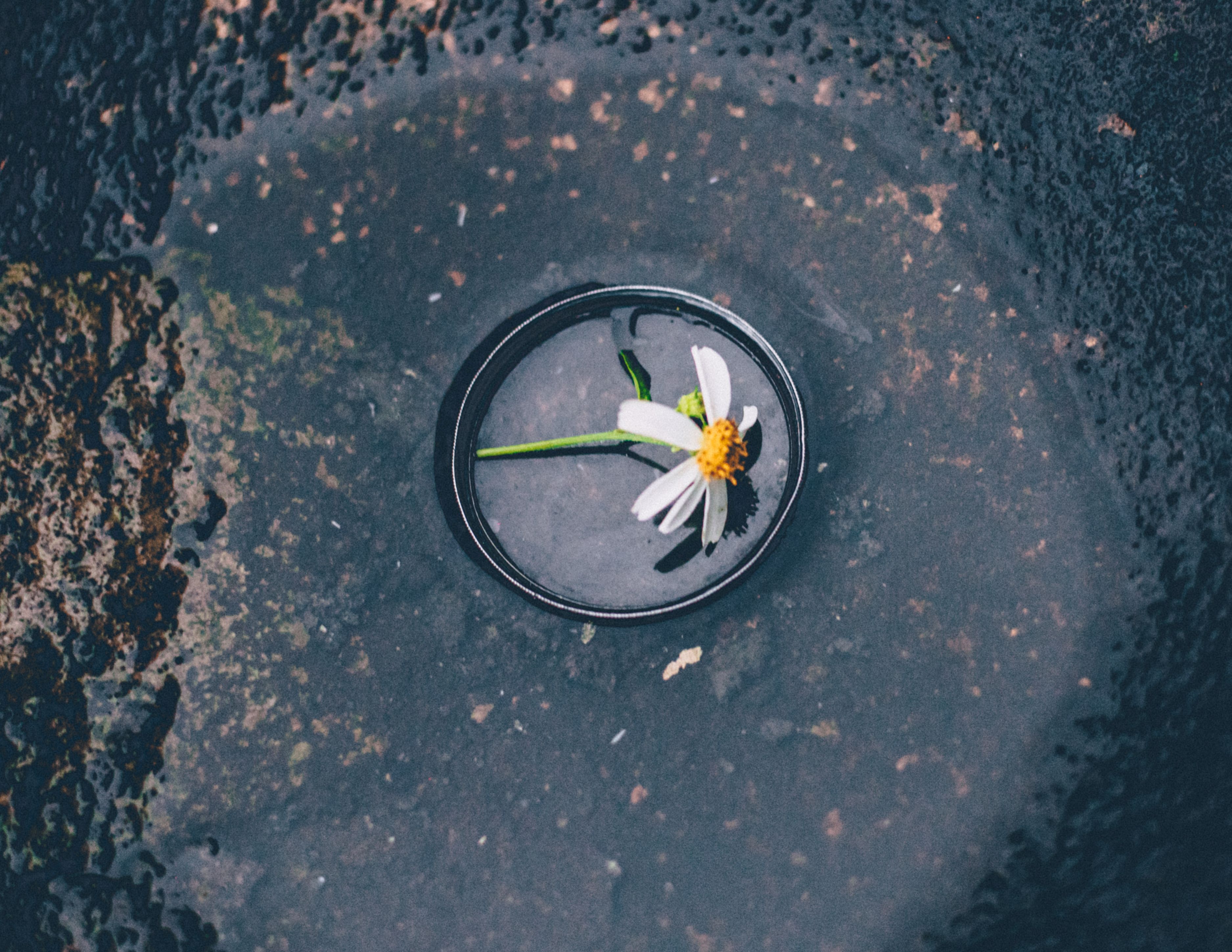 Photography Ideas to Break Your Creative Rut in 2025 — Photo by Chuot  Anhls on Pexels