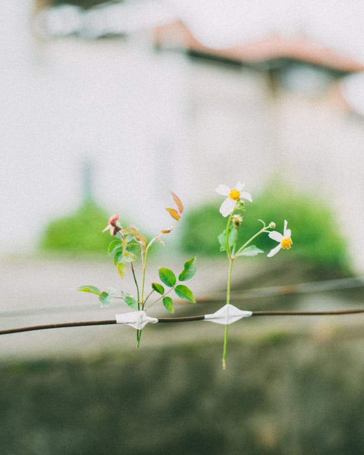 Close-up Of Flowers Taped To A Line 