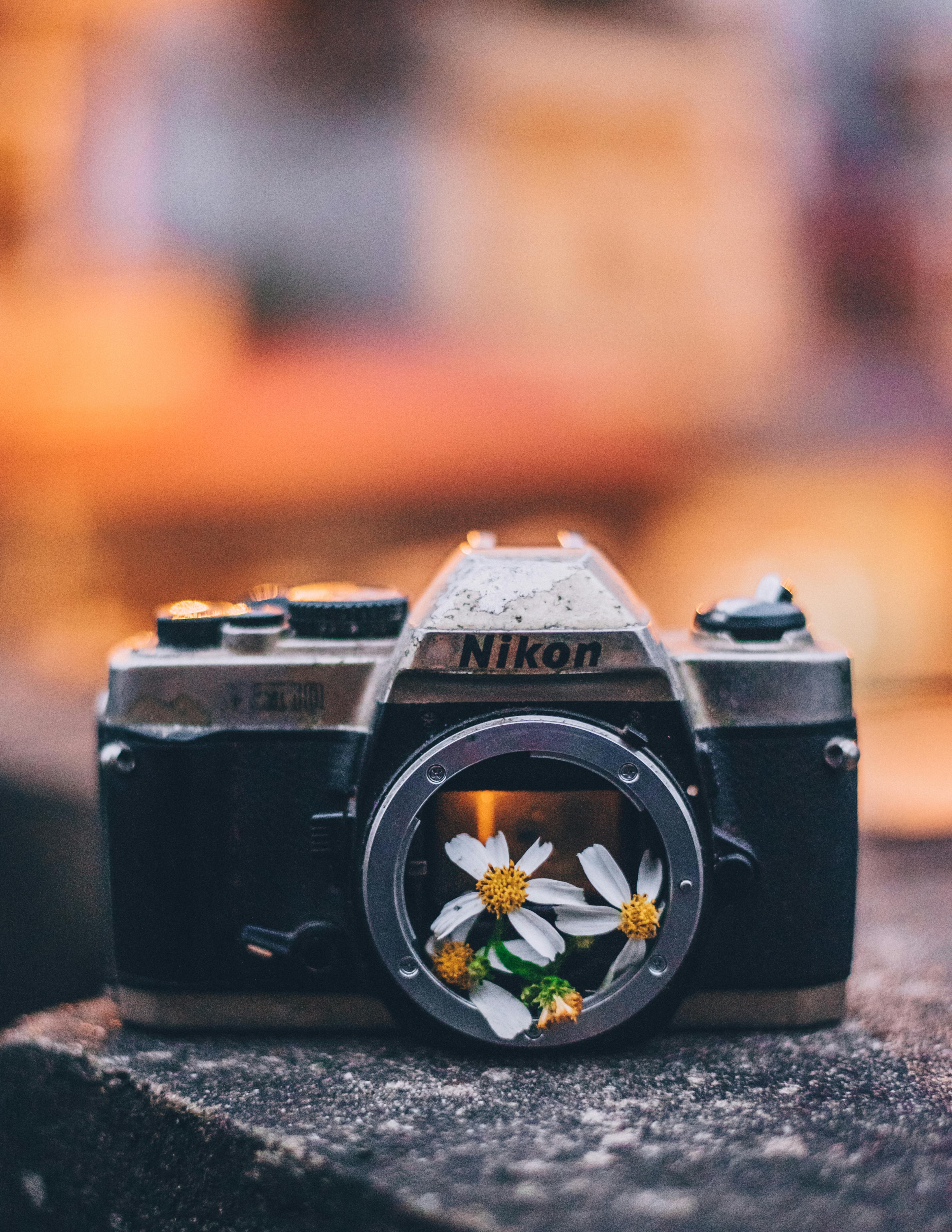 Daisy Flowers Inside Photo Camera Body · Free Stock Photo