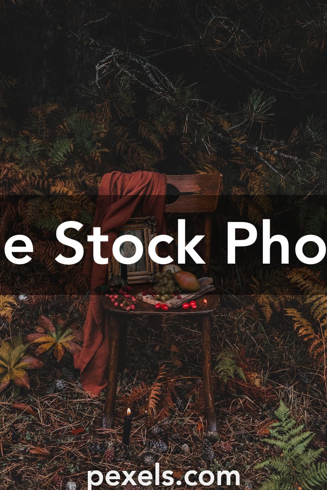 Spruce Tree Photos, Download The BEST Free Spruce Tree Stock Photos ...