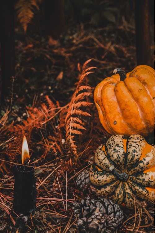 Pumpkins and Pine Cones Next to Lit Black Candle on the Forest Floor