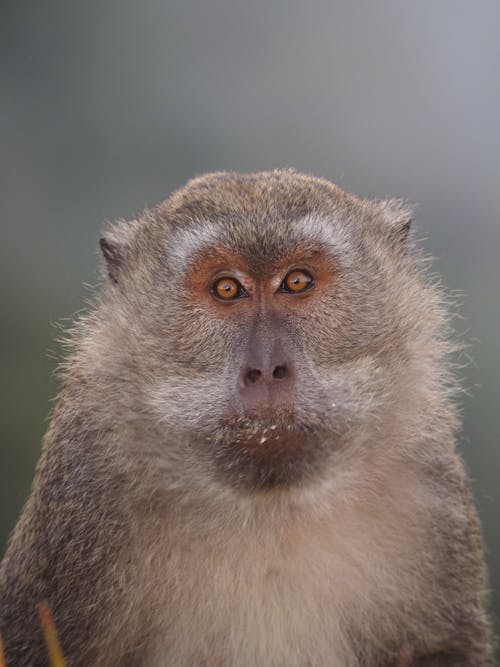 Monkey Looking Straight into Camera Lens