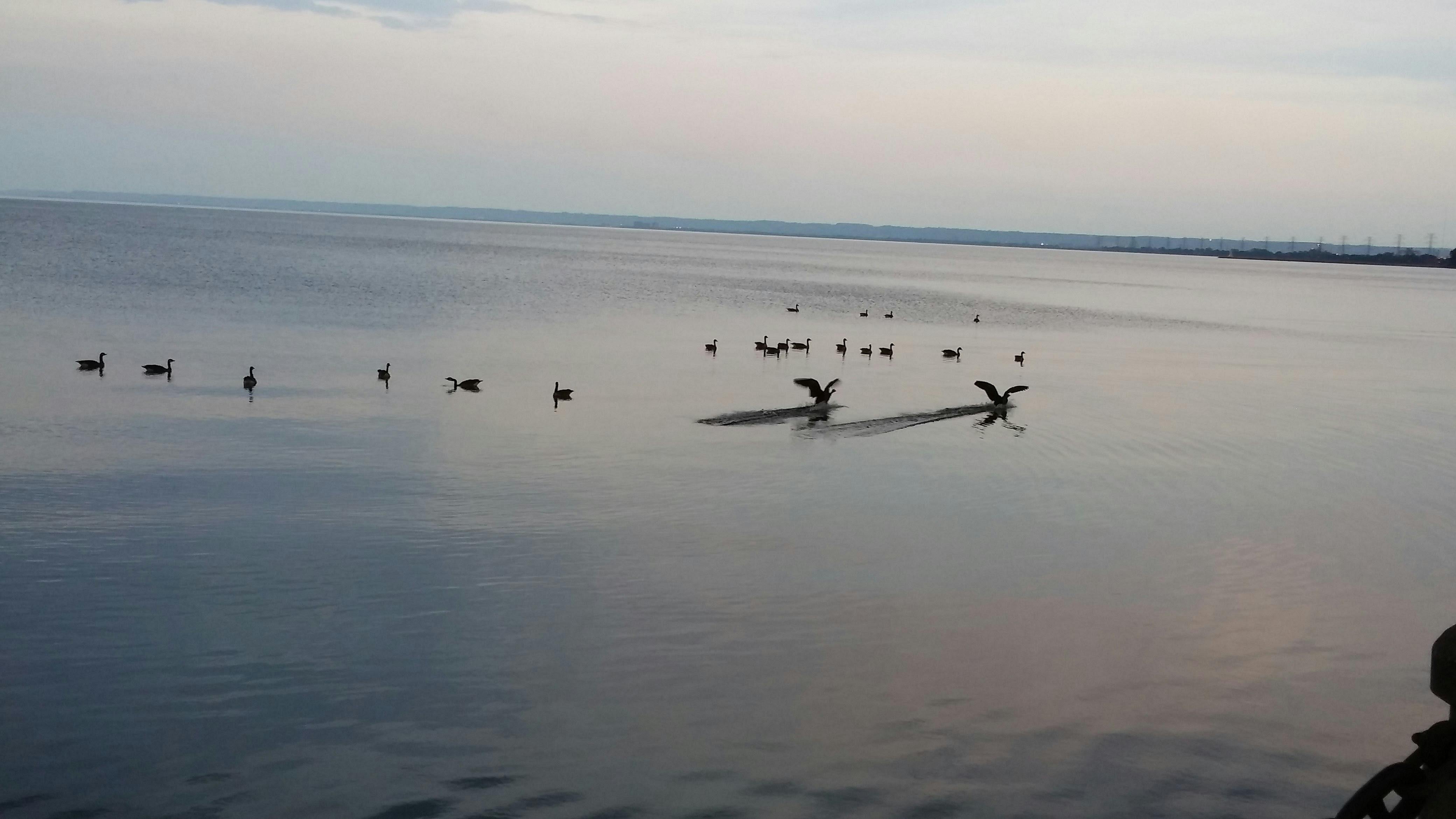 Free stock photo of ducks, geese, lake
