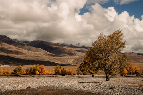 Autumn Trees and Shrubs in the Valley Under Barren Mountains