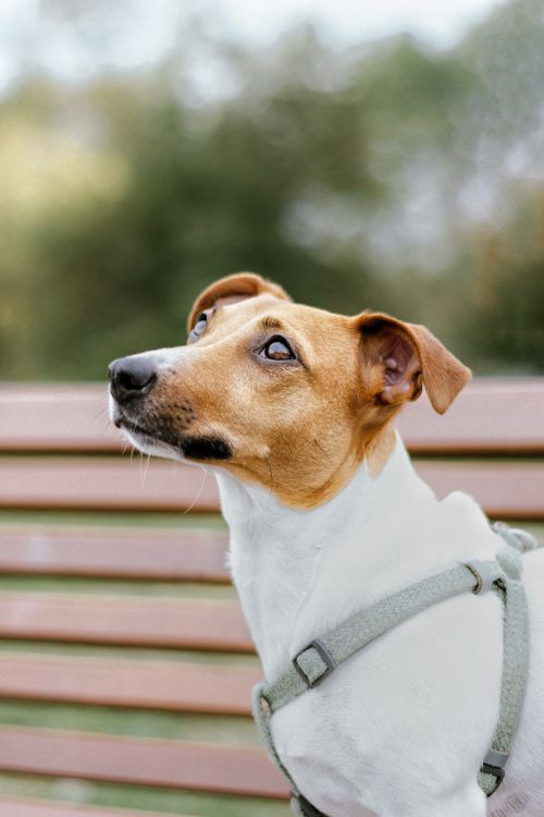 Free Adorable Jack Russell Terrier with harness sitting on a park bench outdoors. Stock Photo