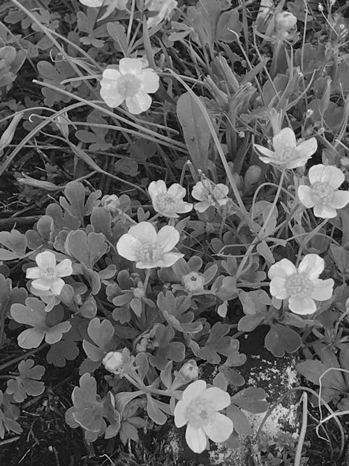 Darmowe zdjęcie z galerii z czarno-biały, czarno-biały kwiat, kwiaty