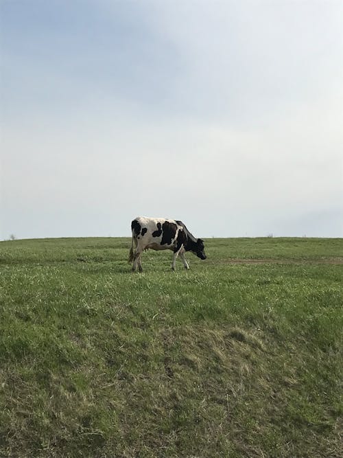 Darmowe zdjęcie z galerii z krowa, lanscape, natura