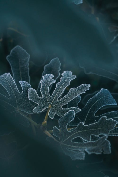 Imagine de stoc gratuită din congelat, cu frunze, fotografiere verticală