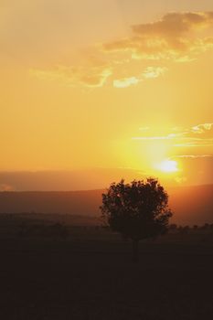 A stunning silhouette of a single tree against a vibrant sunset sky in a tranquil rural field setting.