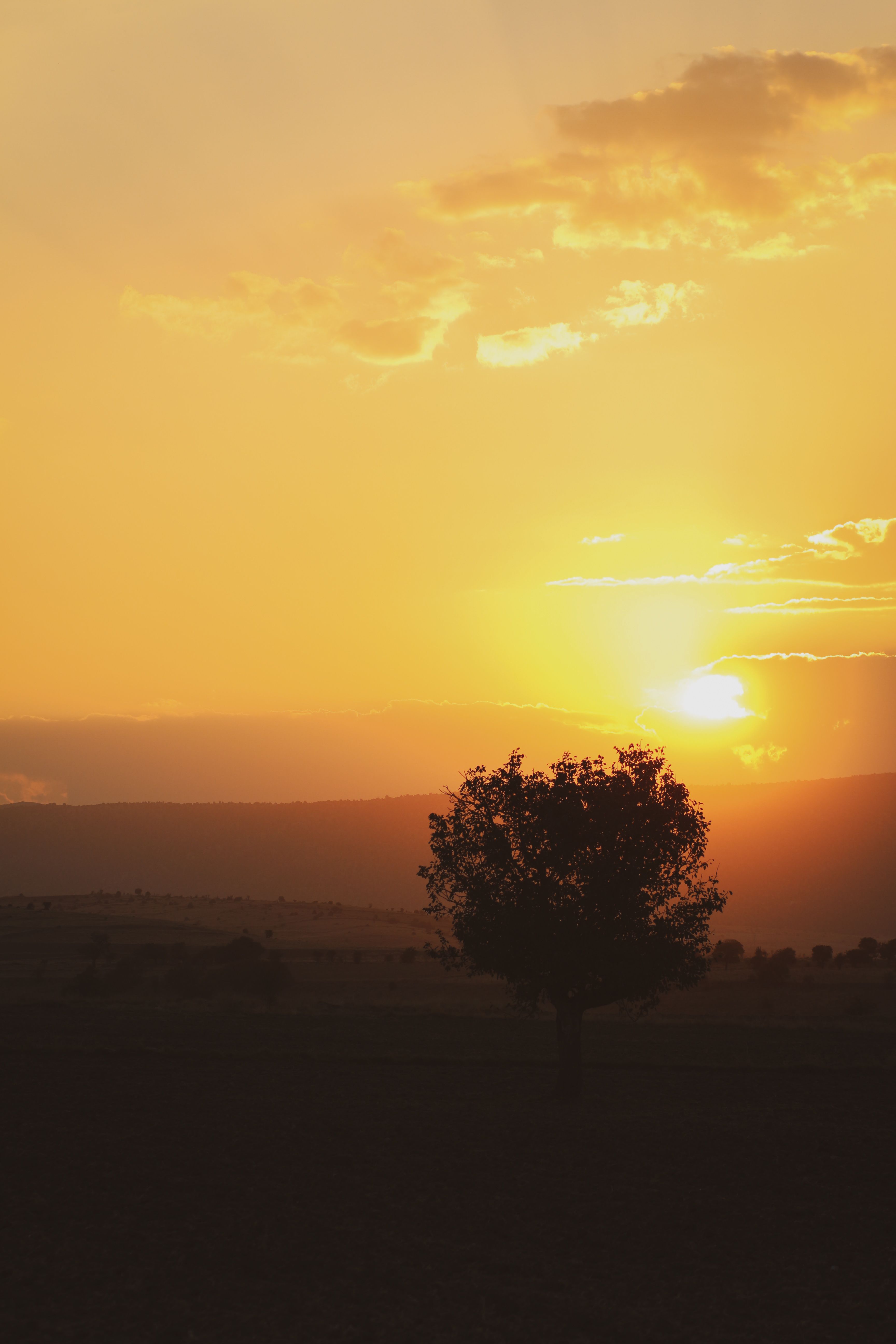 Silhouette of a Tree Against the Setting Sun · Free Stock Photo