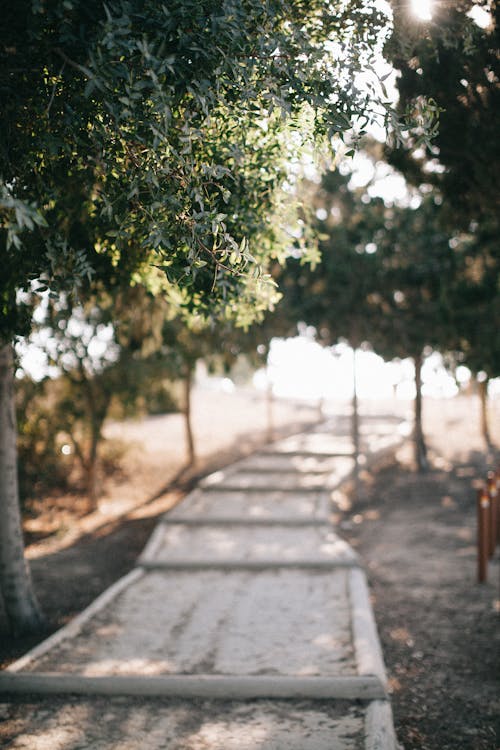 Empty Concrete Pathway With Trees