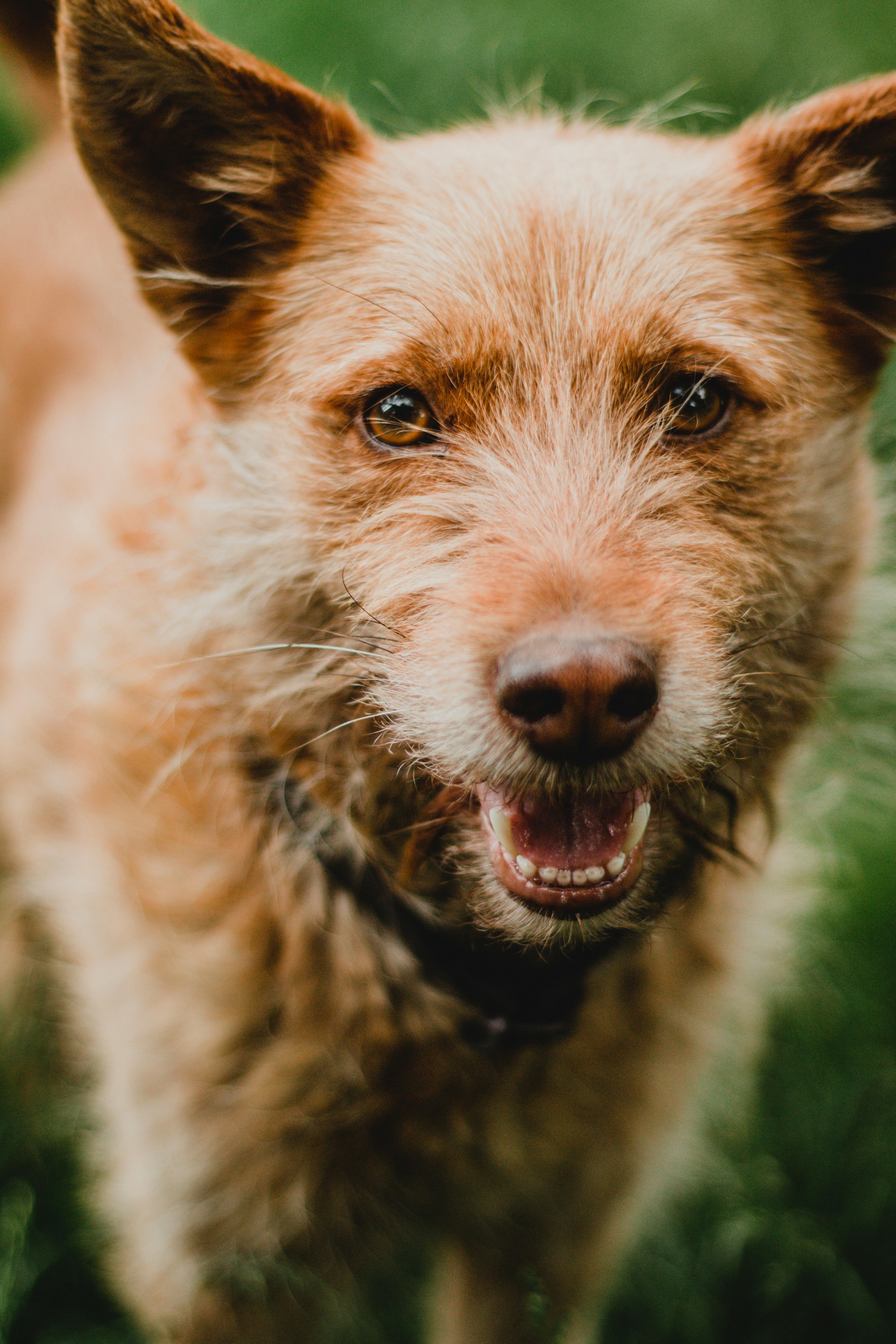 Why Do Dogs Have Wet Noses? Discover The Fascinating Truth! 10 From Breeds to Behaviors: How Dog Noses Vary Across Different Species